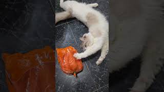 WHAT'S IN THE CARROTS 🥕 THAT MAKE MY CAT ROLLS HIMSELF 🤔 #funny #cat #pets #satisfying #shorts