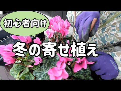 初心者向け　ガーデンシクラメンで冬の寄せ植えを作ります