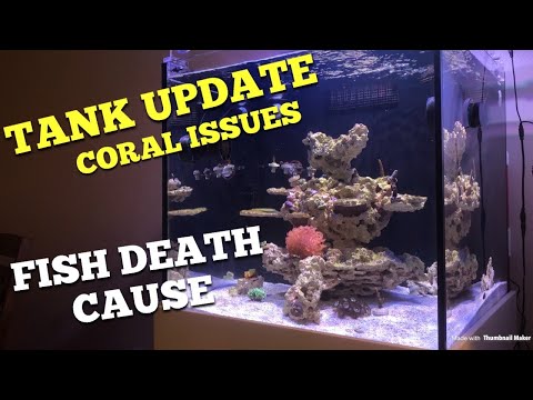 Fish Death Cause + Coral Issues