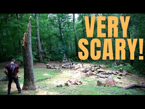 A Tree ALMOST CRUSHED my HOUSE!