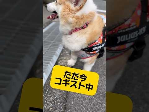 梅雨で雨続きかと思ったら、急に太陽本気出してくるし〜🥵早朝にロング散歩へ行ったら、バテバテ😂#ぱんちゃん #コーギー #犬動画 #わんこ動画 #いぬのいる生活 #コギスト#愛犬 #コーギー大好き