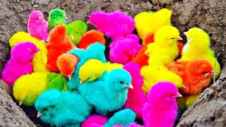 Tangkap Ayam lucu,Ayam warna warni ,Ayam Rainbow,Ayam,marmut, Dunia hewan lucu Gokil part 129