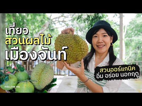 เที่ยวจันทบุรี ชมสวนทุเรียนเขาคิชฌกูฏ ชิมทุเรียนและผลไม้สด ๆ จากสวน | FOLLOW ME เที่ยวไทย