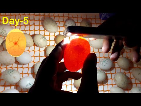 Egg Incubator Day-5 | Candling Chicken Eggs | Hatchery Machine