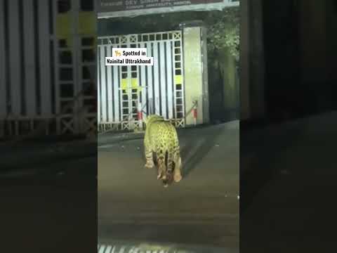 Leopard Spotted In Nainital DSB College Campus Nainital