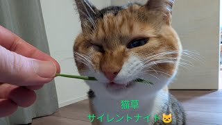 【LIVE】猫草サイレントナイトまつりさん生配信