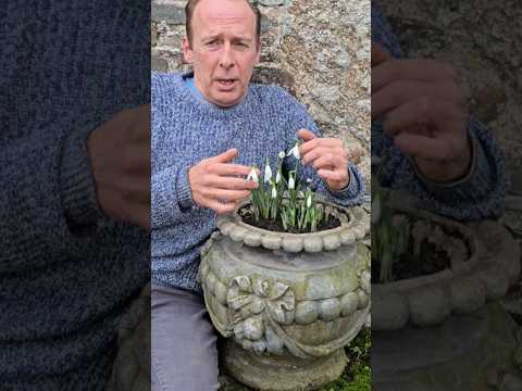 Early Snowdrops #gardening #winterflowers #ideas #motivation #adventure #explore #snowdrop #garden