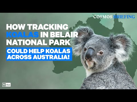 How Tracking Koalas in Belair National Park could Help Koalas Across Australia! | Cosmos Briefing