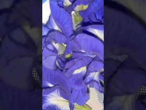 MAGICAL BUTTERFLY PEA FLOWER #short #bluetea #youtubeshorts