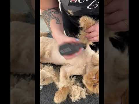 🐱💖✂️ Persian Cat Grooming #catgrooming #persiancat #catlover #cat #cats #catvideos #catshorts