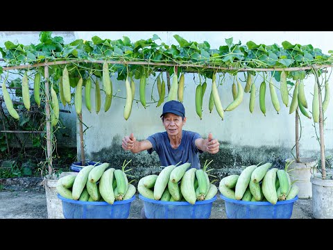 I Was Really Surprised By The Effectiveness Of This Simple Way Of Growing Luffa