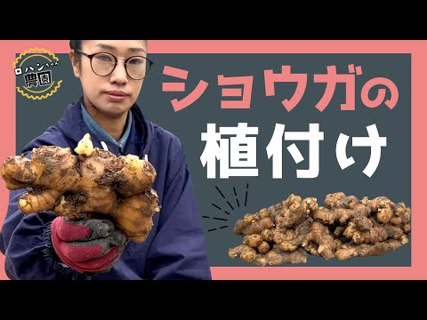 【生姜植え付け】【農家の家庭菜園】【有機】