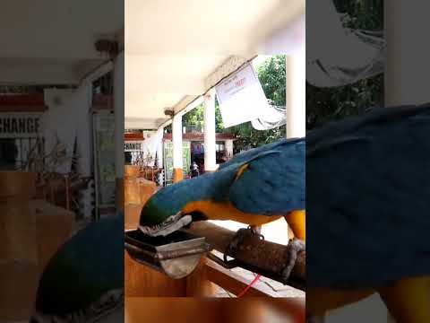 Cute Parrot | Parrot sound #shorts #parrot #parrots #parrotvideo #cute #viral