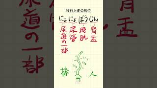 移行上皮の部位の語呂合わせ！移行上皮の部位とは【20秒で試験対策！】