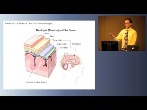 Law Neuro Brain Structure