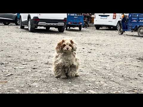 Abandoned on the plateau, this stray dog checks each passing vehicle, hoping his owner will return💔