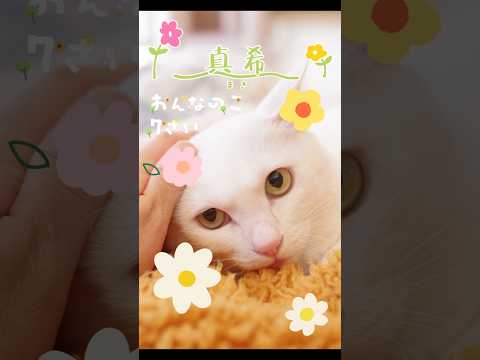 【譲渡動物紹介】真希01 #shorts #cat #川崎市 #保護猫 #動物保護施設 #ANIMAMALLかわさき