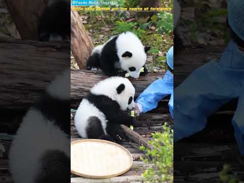 熊猫宝宝如何虏获老外的心 How baby pandas win the hearts of foreigners #panda #cute #funny #redpanda #giantpanda