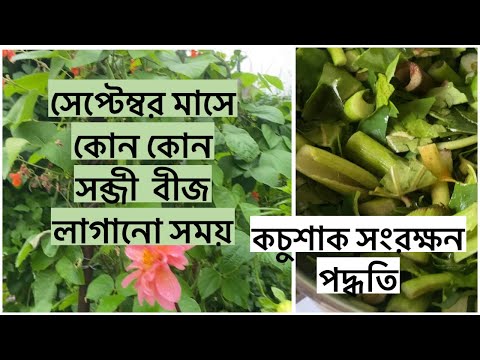 সেপ্টেম্বর মাসে  কোন কোন সব্জী  বীজ  লাগানো সময়/কিভাবে  কচুশাক সংরক্ষন করলে  পুষ্টি মান বজায় থাকবে