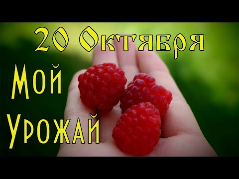 Такого вы не видели еще! 20 Октября собираем малину и огурчики .