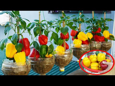 Guide To Growing Bell Peppers In Plastic Bottles The BIGGEST & FRESHEST Harvest!