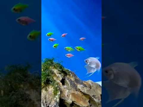 Aquarium # Colourful fish