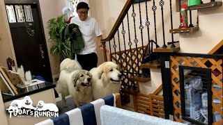 何がなんでもお出かけする！強い意志をみせるアランとベルです　Great Pyrenees　グレートピレニーズ