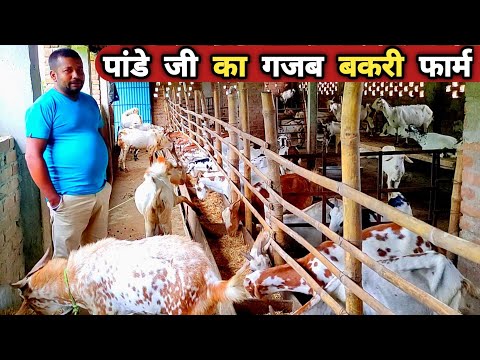 10 बकरी से 10 लाख का फार्म | Amit sumit goat farm | Goat farming | bakri palan