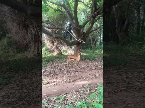 Chatching Deer #reel #reels #trending #viral #viralreels #video #tiger #wildlife #reelsvideo