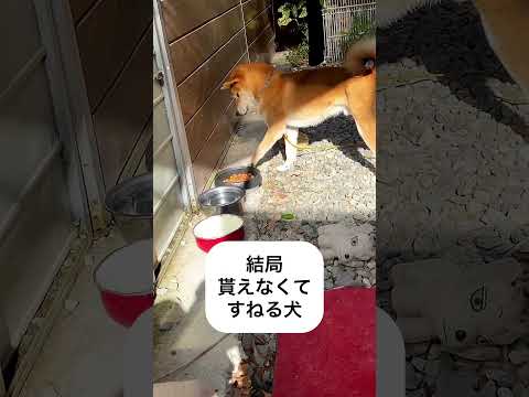 五平餅と犬　#しばいぬ