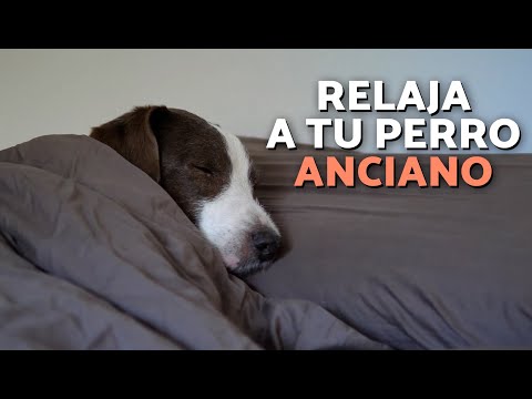 MÚSICA RELAJANTE para PERROS ANCIANOS ✨🐶❤️ ¡Calma a tu perro mayor!