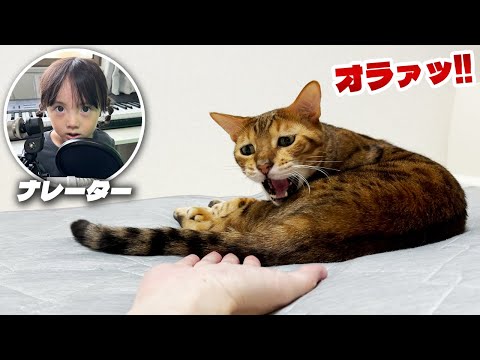 噛みつき猫にちょっかいを出すパパの映像を観ながらナレーションに挑む5歳娘