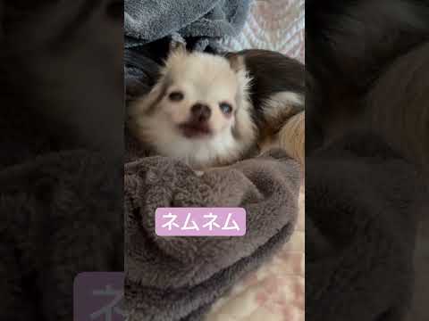 ネムネムショコラ#ちわわ #眠い#ちわわ大好き