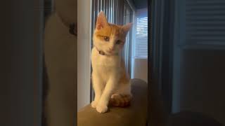 Getting ready to meet everyone | Popular #cat #catslovers #cats #shorts #funny #catvideos #catlover