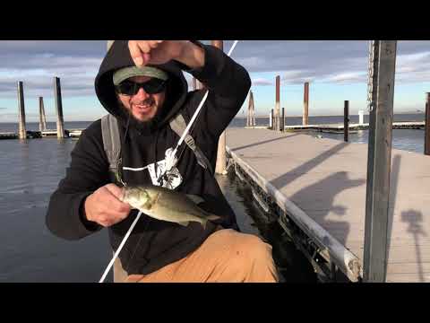 Hiding by the docks!! #bass #docks #fishing