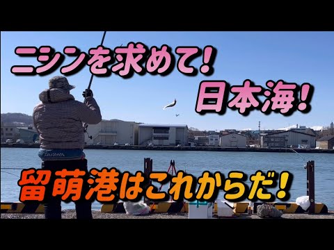 留萌港ニシンはこれから上向きなのか！浜益ホッケはいつ来るの！