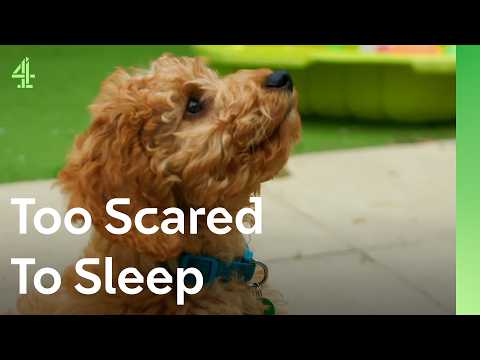 Can this Cockapoo help a boy sleep? | The Dog House 🐶 | Percy the Cockapoo