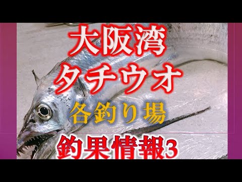 2019年9月16日現在　タチウオ調査団　その3　　大阪湾　おかっパリ　太刀魚　　各釣り場の釣果情報　釣り場情報　　和歌山　大阪　神戸