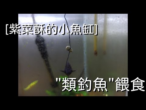 [紫菜酥的小魚缸]-"類釣魚"餵食vlog