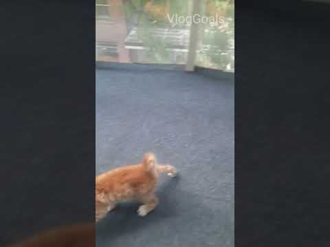 Cats Having Fun #shorts #viralshorts #shortvideo #cat