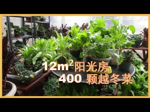 12平米阳光房，400颗菜过冬