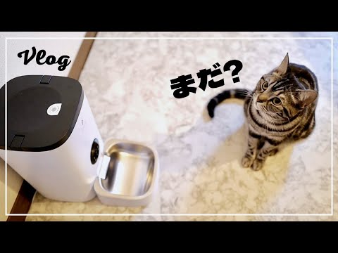 I bought an automatic feeder for my cat, but...[Vlog]