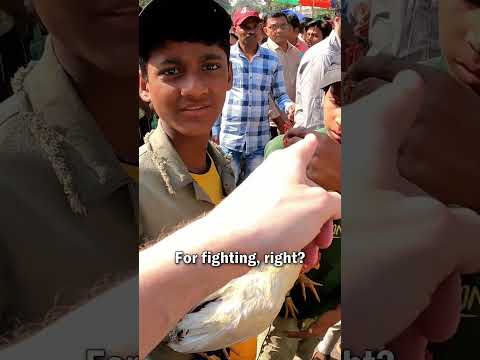 Fighting Chickens in Kolkata, India 🇮🇳