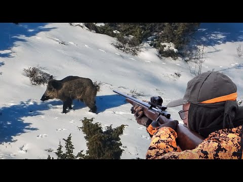 AMAZING WILD BOAR HUNTING - HARİKA ÇEKİM DOMUZ ATIŞLARI