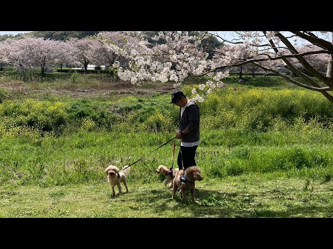 家族みんなでお花見🌸に行ってきました♪