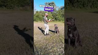 Cane Corso Makes a Choice! #canecorso #dogtraining