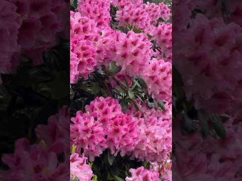 Spring Garden #flowers #spring #rhododendron #relaxingmusic #nature #naturelovers #travel #trending