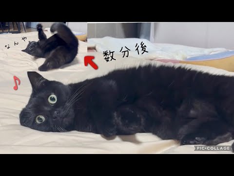 しっぽを追いかけて布団の上で運動会をする黒猫