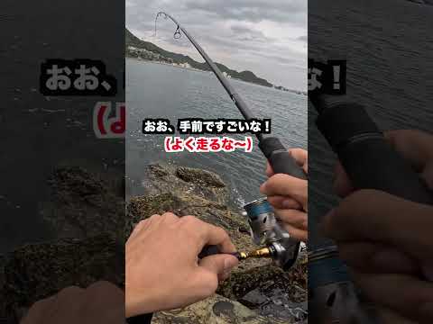 『ショアテンヤ』近くの海でエビを投げるとあの美味しい魚が、、shorts  #釣り