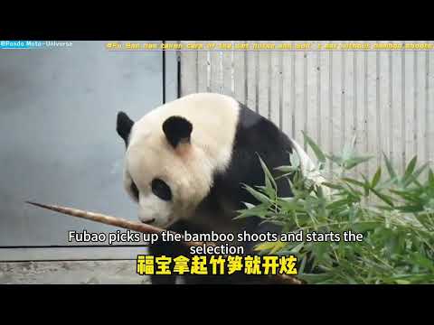 福宝拿捏奶妈了，没有竹笋就不吃饭 Fu Bao has taken care of the wet nurse and won’t eat without bamboo shoots #panda